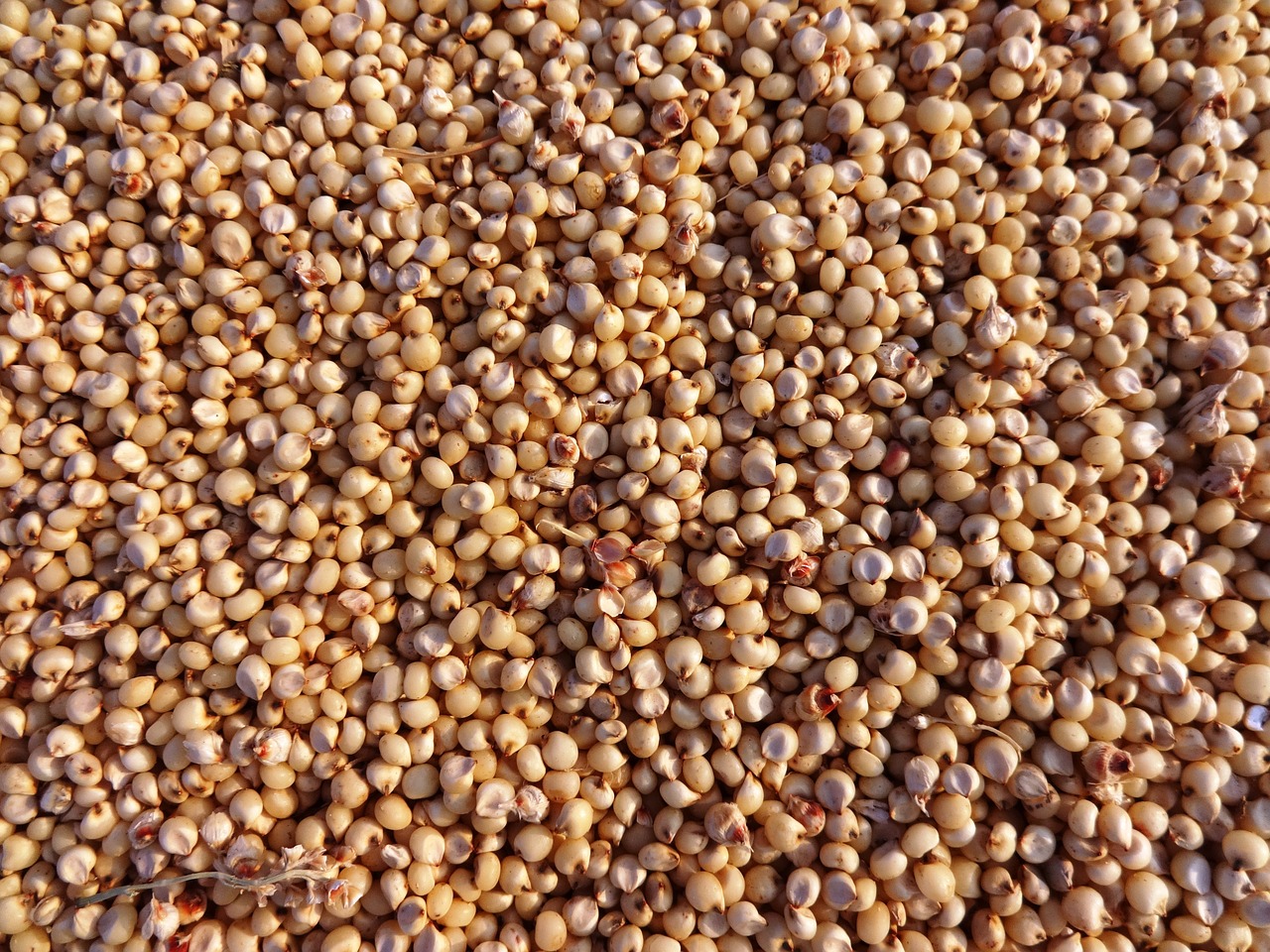 Jowar (Sorghum)