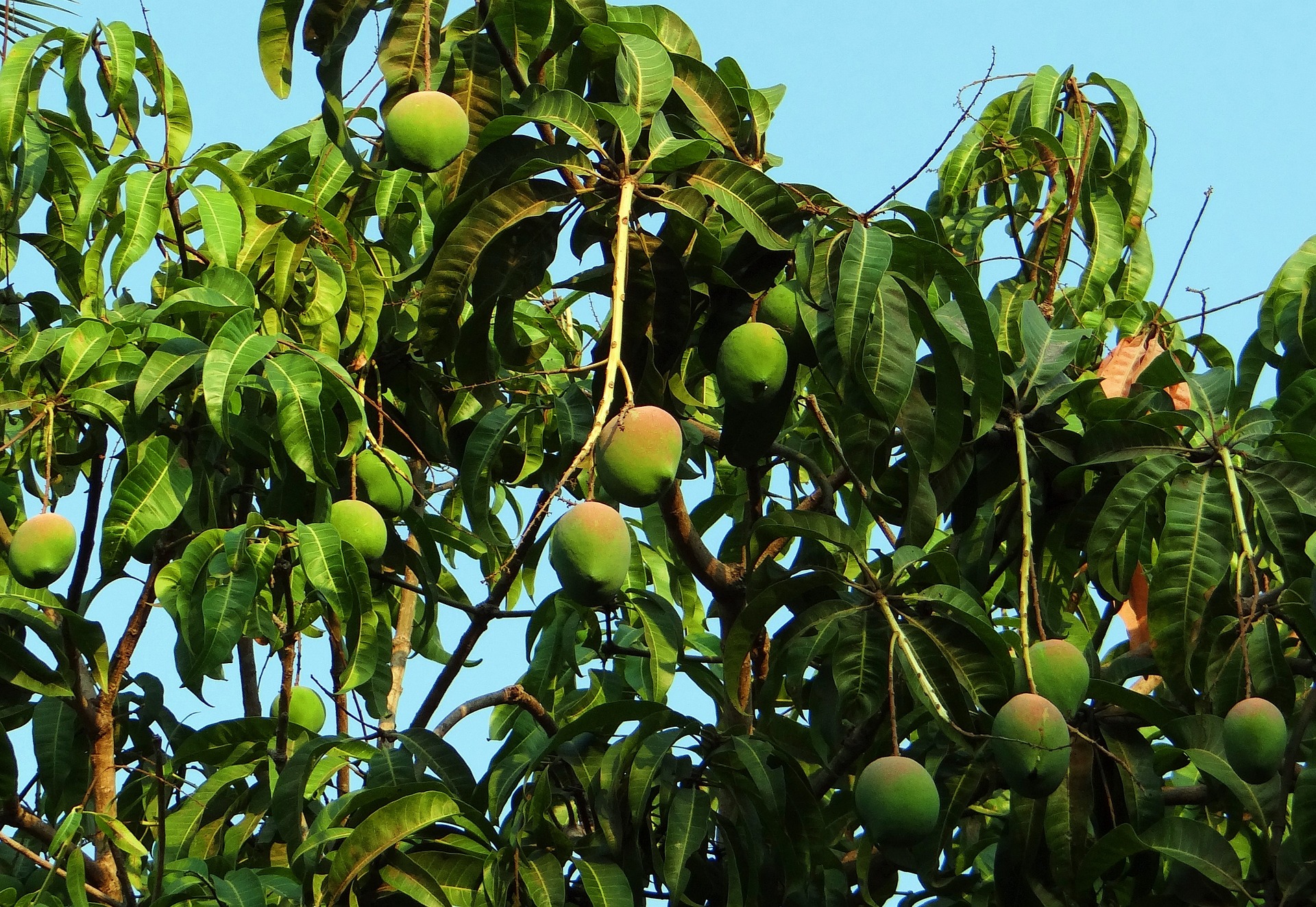 Alphonso mango tree