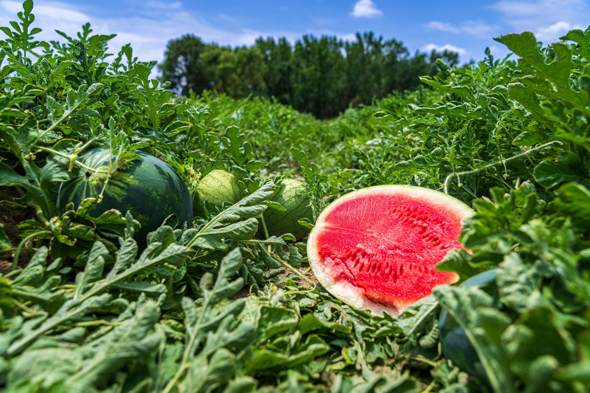 Watermelon farm