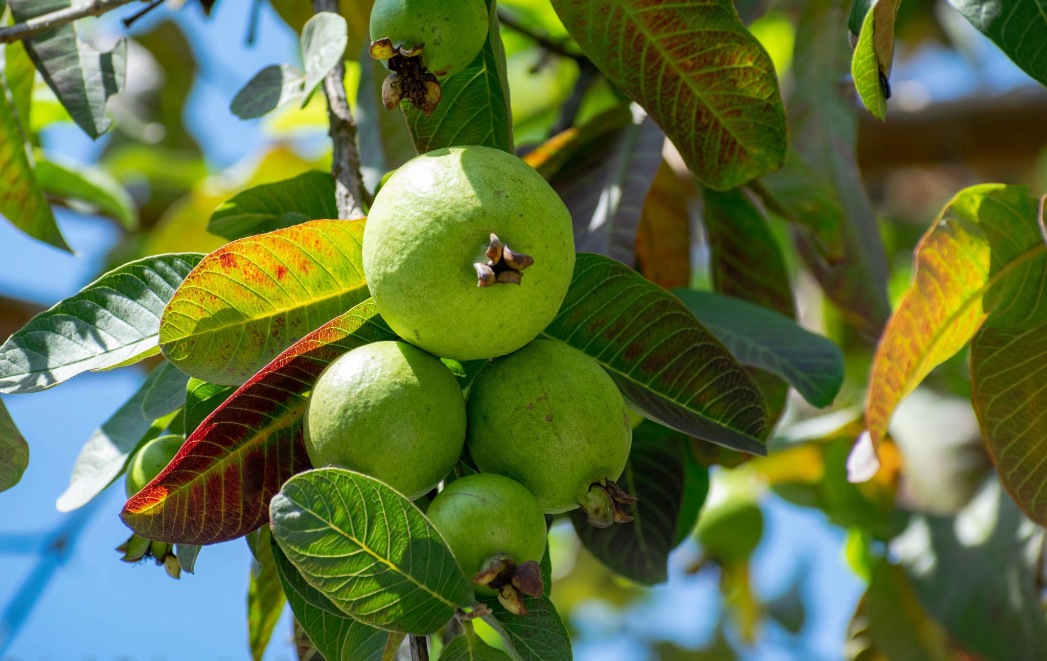 Guava tree